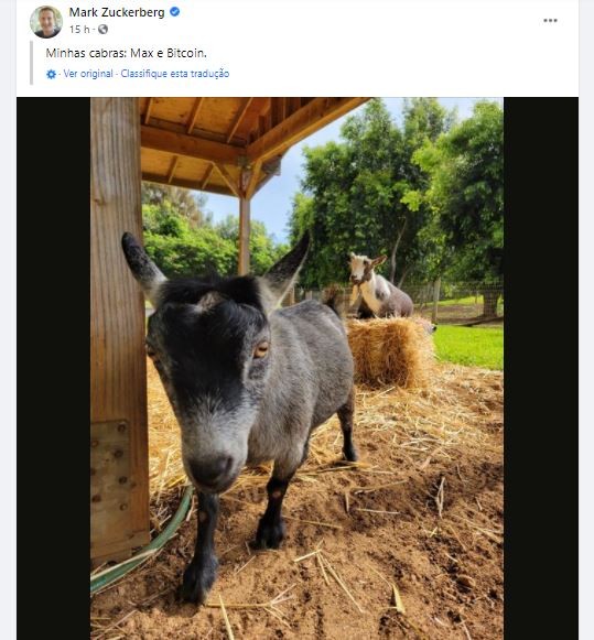 As cabras Max e Bitcoin  (Foto: Reprodução/ Facebook )