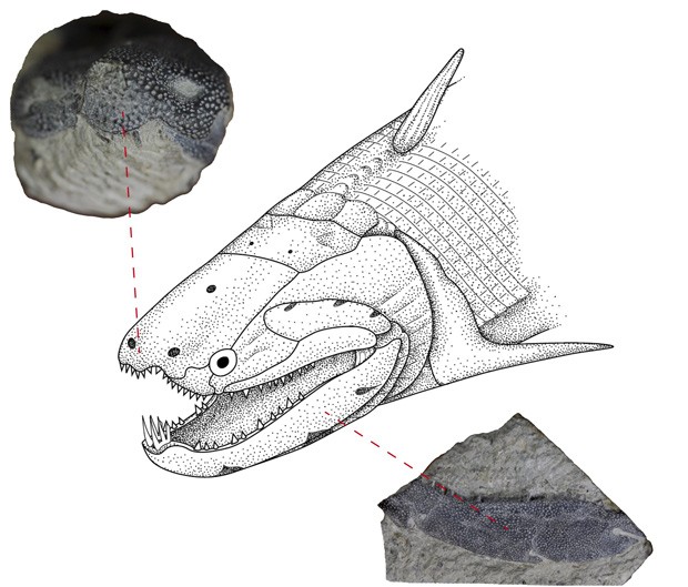   Ilustração de peixe Psarolepis, cujos fósseis foram encontrados no sul da China; cientistas descobriram que esmalte dos dentes podem ter tido origem nas escamas dos peixes  (Foto: Reuters/Courtesy of Qingming Qu and Min Zhu)