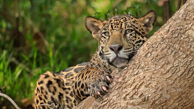 BBC- Os animais estão sob ameaça em diversos países da América Latina (Foto: Science Photo Library via BBC News Mundo)