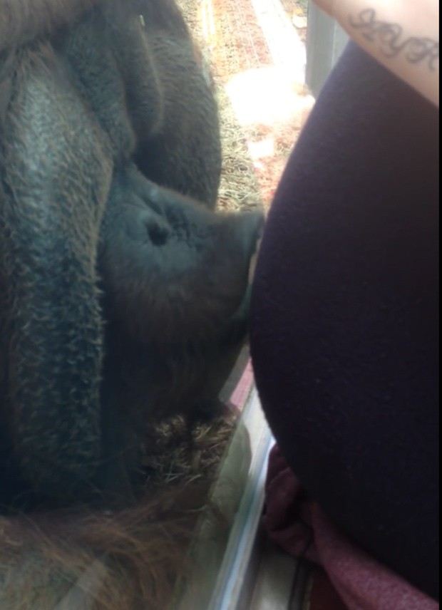 Orangotango aparenta beijar barriga de mulher grávida através do vidro em zoológico na Inglaterra (Foto: Reprodução/YouTube/Jay Clarke)