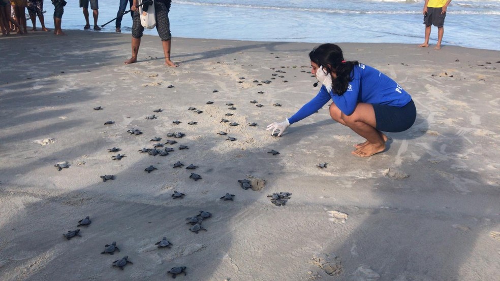 Ong Oceânica realizou soltura de tartarugas no litoral potiguar nesta quarta-feira (30) — Foto: Gabriela Fernandes/Inter TV Cabugi