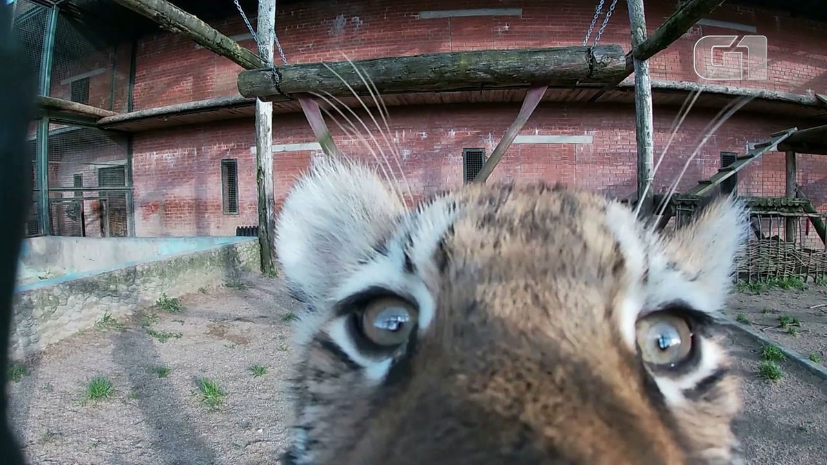 Filhotes de tigre ameaçado de extinção nascem em zoo de Moscou; veja vídeo thumbnail