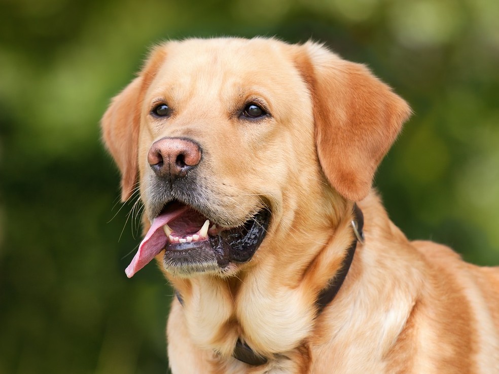 Labrador — Foto: Pixabay