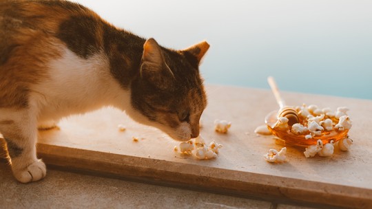 Gato pode comer pipoca? Veterinárias tiram a dúvida