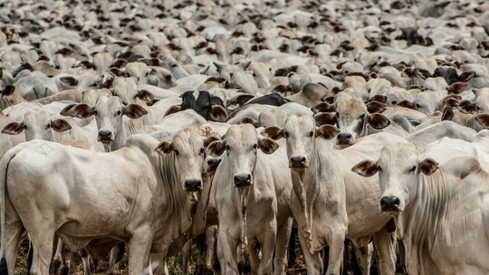 Vaca louca: confirmação de caso atípico eleva expectativa de volta rápida da China