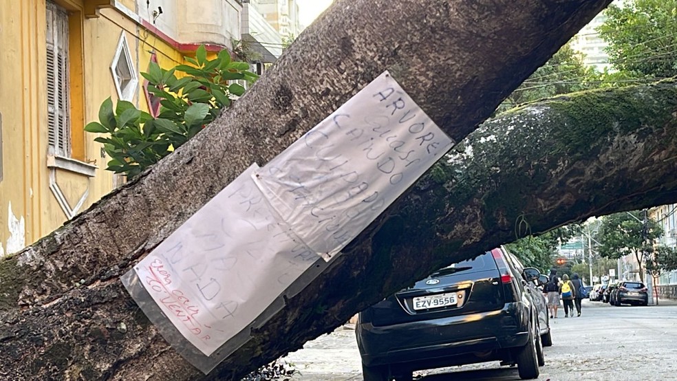 Árvore que caiu após ventania em Santos tinha bilhete avisando de que vegetação estava caindo — Foto: Matheus Croce/g1 