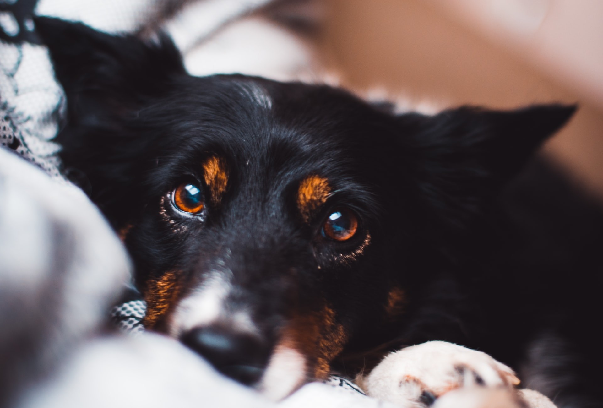 Cães domésticos trocam mais olhares com humanos, conclui estudo da USP (Foto: Simon Hesthaven/Unsplash)