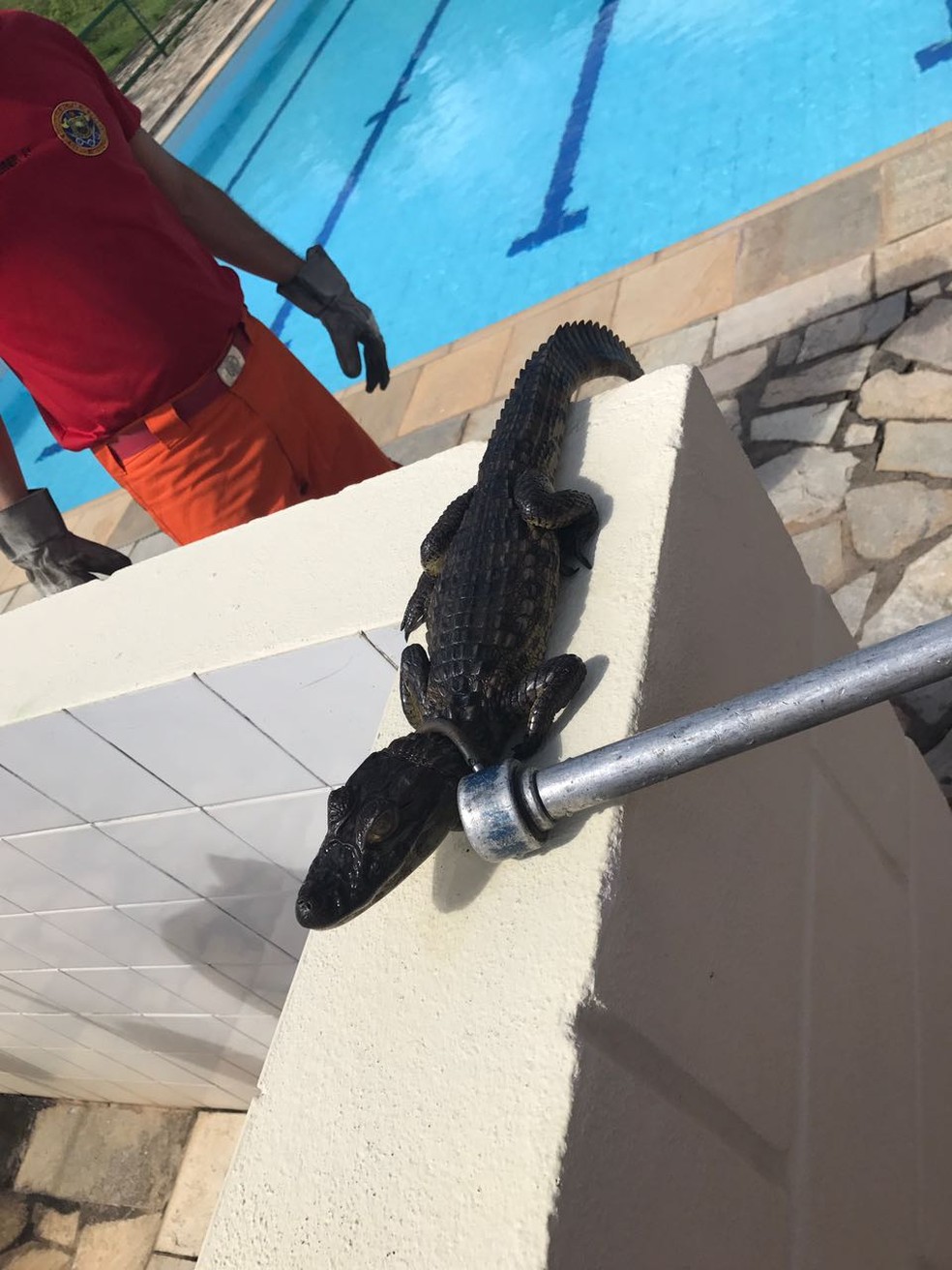 Bombeiros Resgatam Jacare Em Piscina De Clube No Grande Recife Pernambuco G1