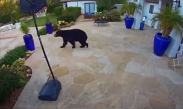 O urso flagrado no quintal de mansão próxima à residência do Príncipe Harry e da atriz Meghan Markle (Foto: Reprodução)