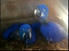 Ameaçadas de extinção, araras azuis procriam dois filhotes em Uberaba 