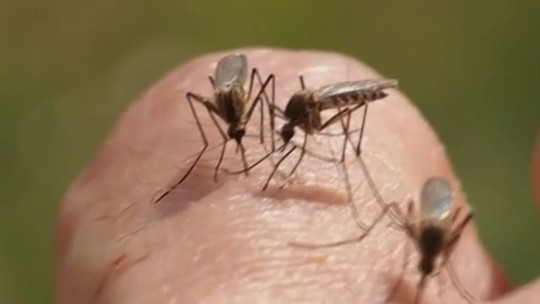 Foto: (Reprodução/Roraima TV)