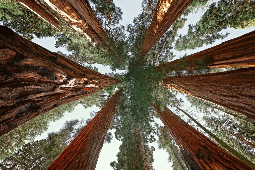 Sequoias gigantes do Sequoia National Park, nos Estados Unidos (Foto:  Marji Lang/Getty Images)