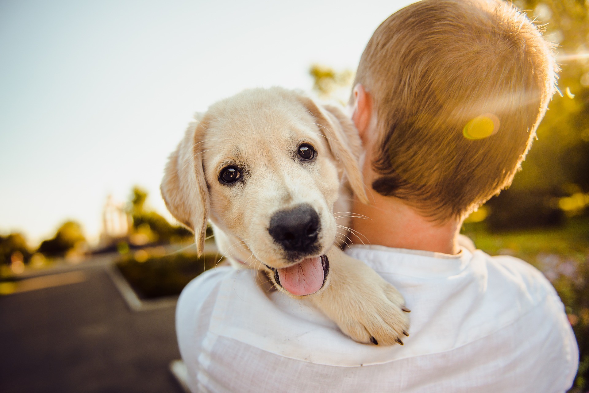 Adotar um cão pode ser uma boa ideia para quem quer viver mais e ter um companheiro fiel e felpudo (Foto: Pixabay)