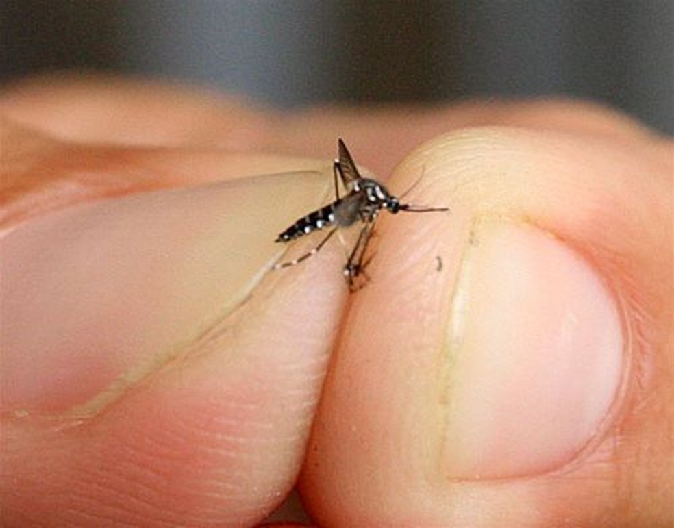 Resultado do LIRAa de Ariquemes apresentou aumento de 40% no índice de infestação — Foto: Prefeitura de Araguari/Divulgação
