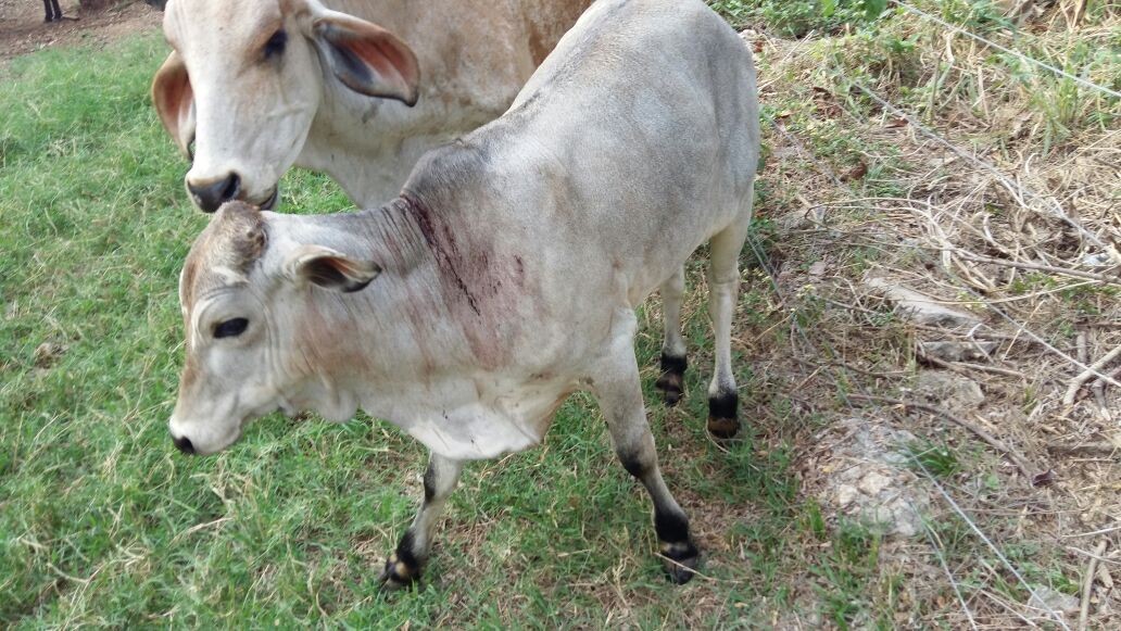 Indea identifica dois casos de raiva bovina em Tangará da Serra (MT)