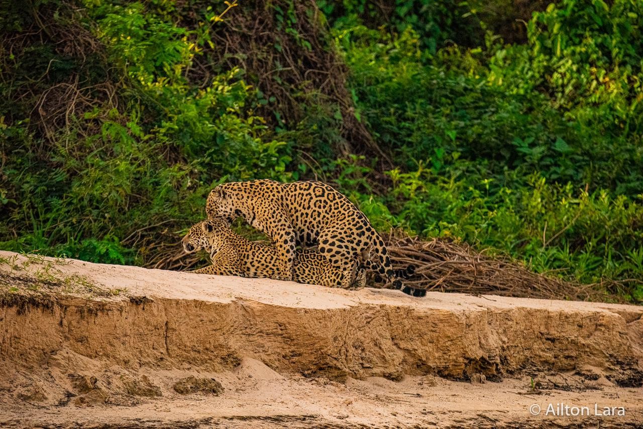 Entenda como onças atraem machos com 'falso cio' para proteger filhotes no Pantanal de MT