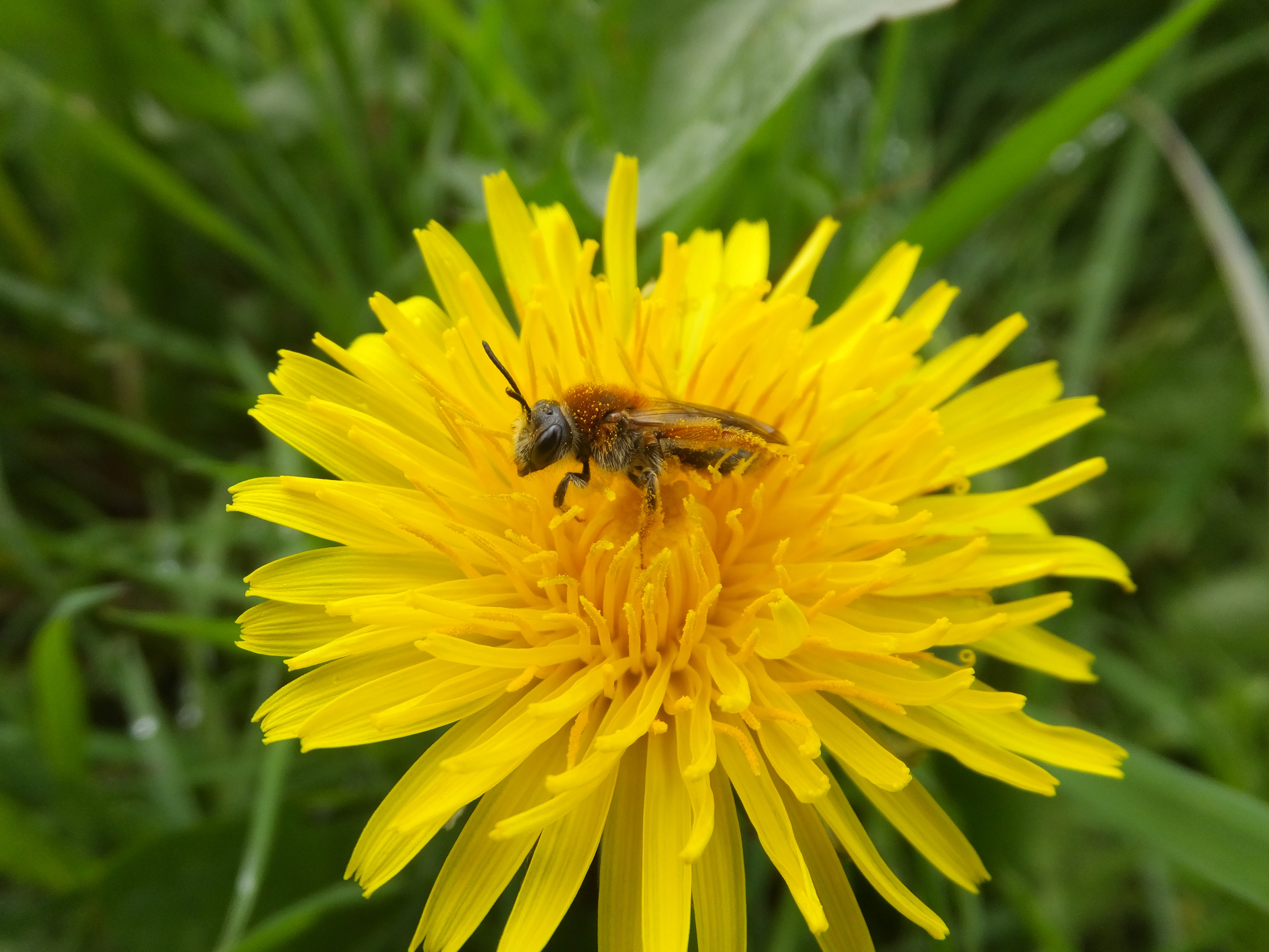 O dente-de-leão é uma fonte importante de néctar e pólen para as abelhas solitárias (Foto: Nicholas Tew)