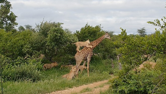 Vídeo mostra conflito de girafa com alcateia de leões (Foto: Reprodução/Youtube)