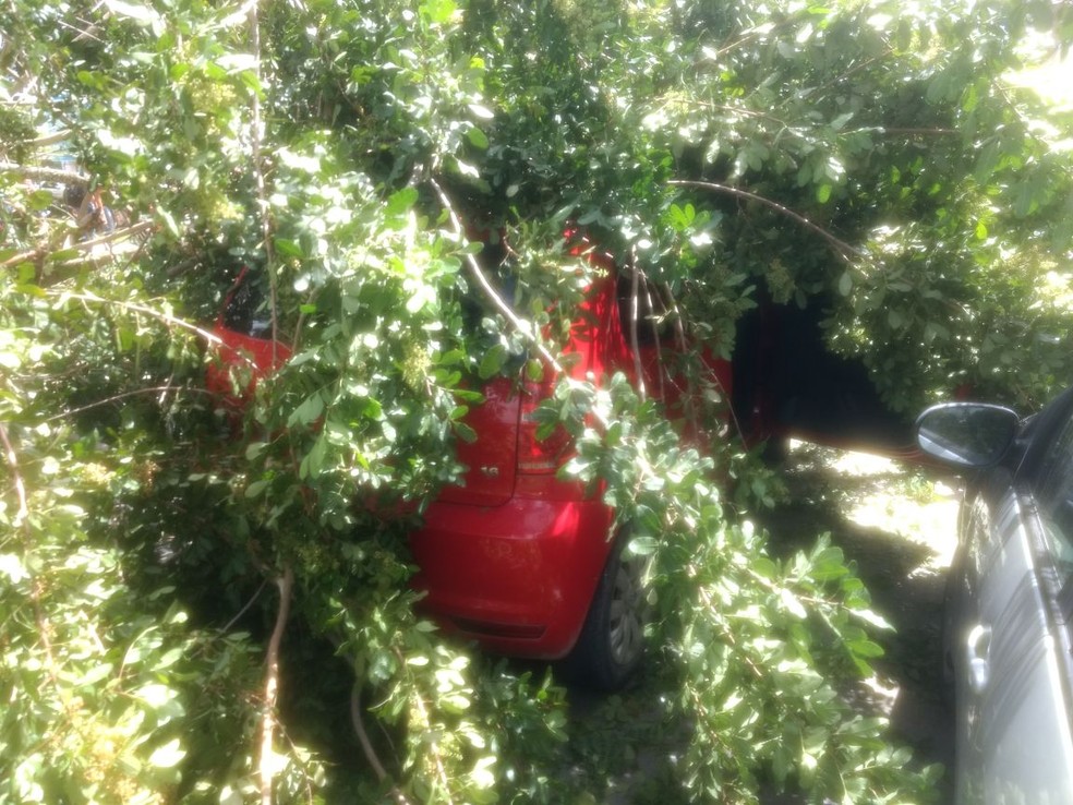 Carro é atingido por árvore, ne Centro de Arapiraca (Foto: Janisson Umbelino/ TV Gazeta)