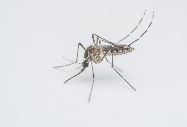 O mosquito que ameaça um dos períodos mais importantes da vida: os primeiros mil dias (Foto: Thinkstock)