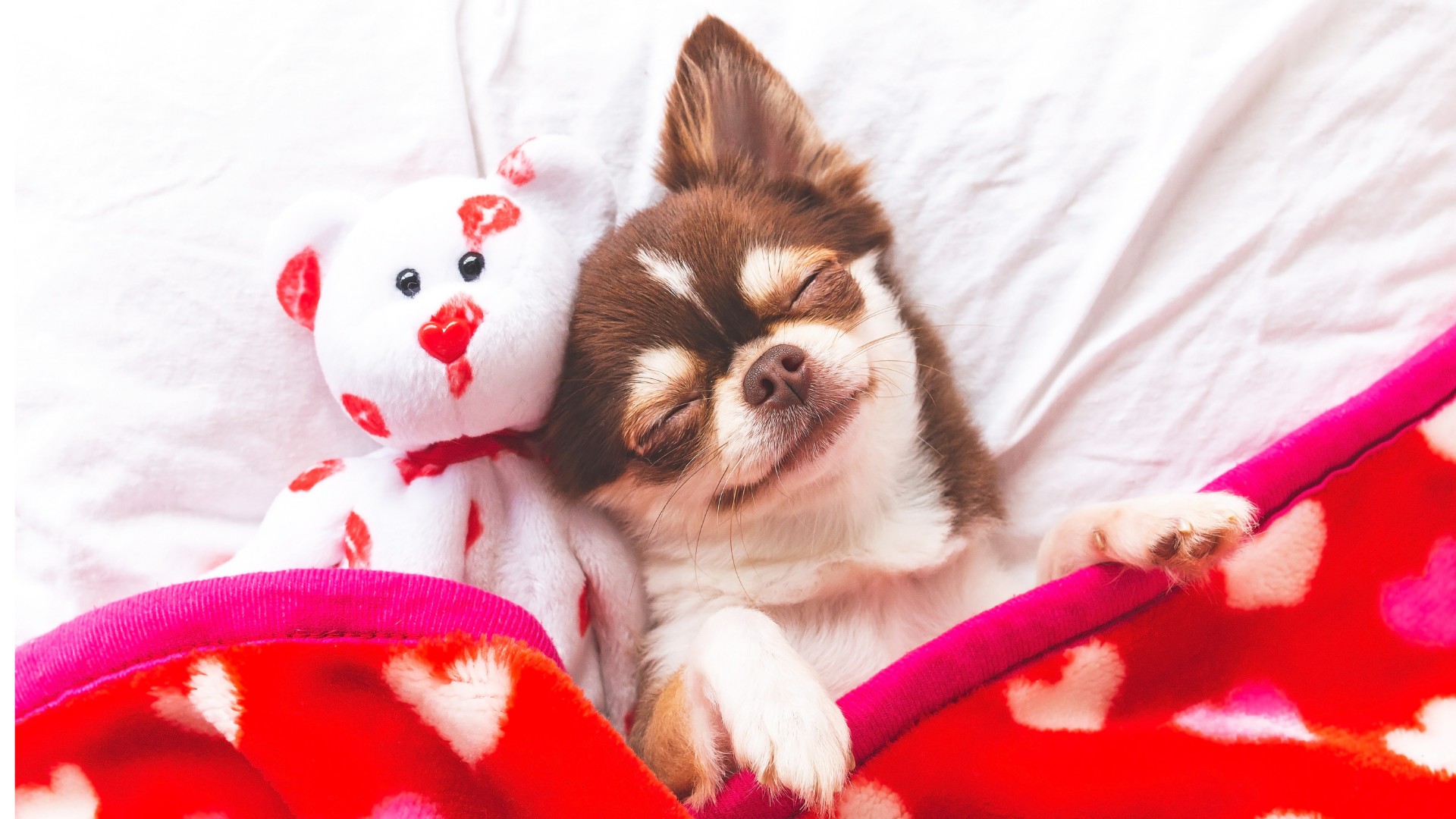 Assim como os humanos, os pets passam por 5 fases de relaxamento durante o sono (Foto: Canva / Creative Commons)