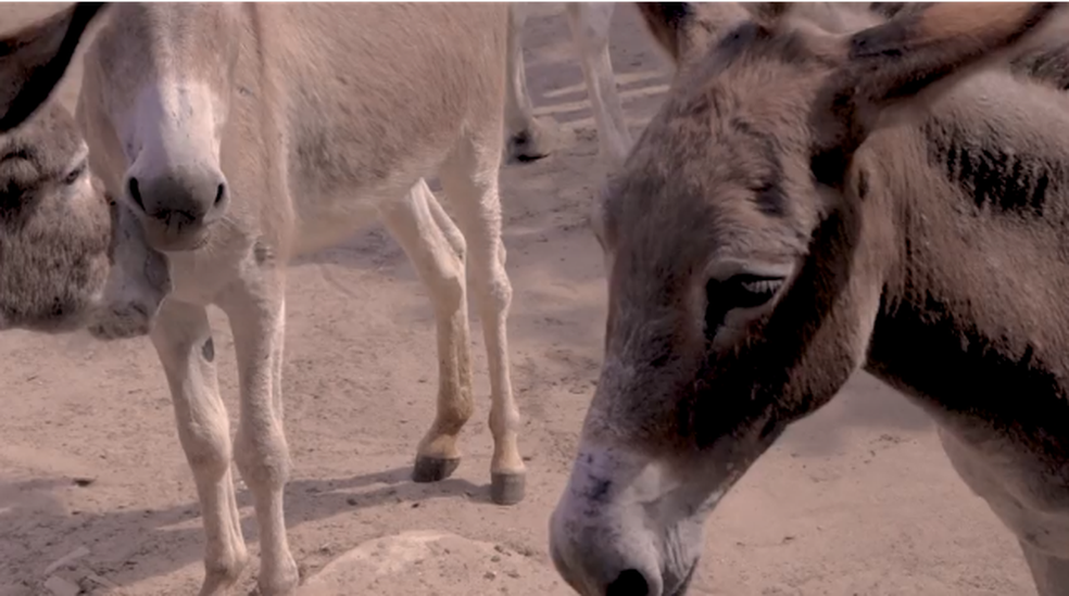 Professor resgata jumentos vítimas de maus-tratos em São Luís; mais de dez animais já foram retirados do abandono — Foto: Adriano Soares / Grupo Mirante