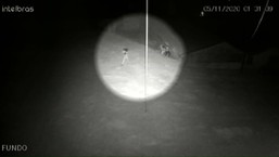 Vídeo flagra ladrões furtando ovelhas em Goioerê