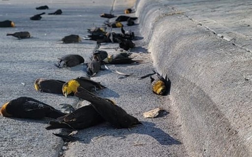 Por qué 100 pájaros cayeron muertos del cielo en México – Revista Globo Rural