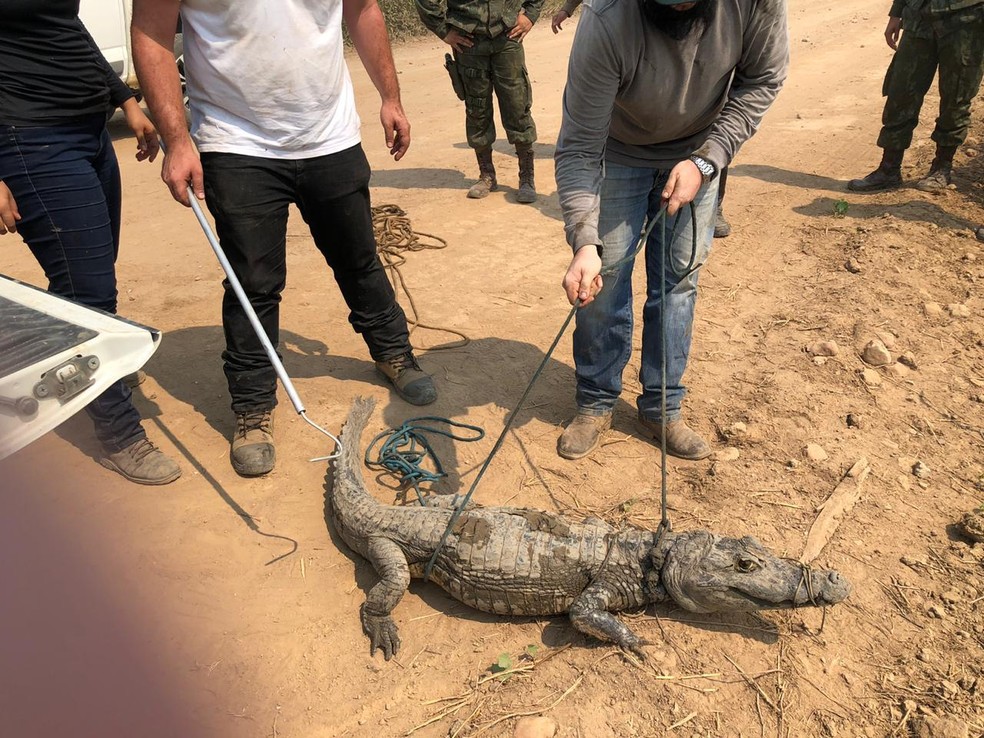 Voluntários fazem o resgate de animais no Pantanal — Foto: Arquivo pessoal