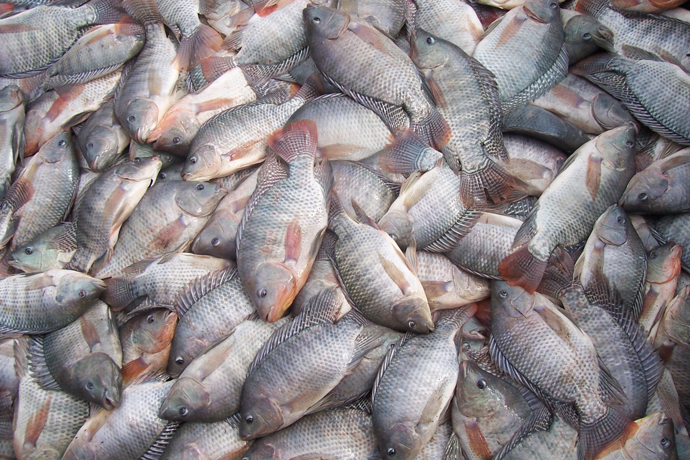 A tilápia é uma das espécies de peixes prejudicadas pela presença de usinas hidrelétricas em rios e reservatórios brasileiros (Foto: ANPr)