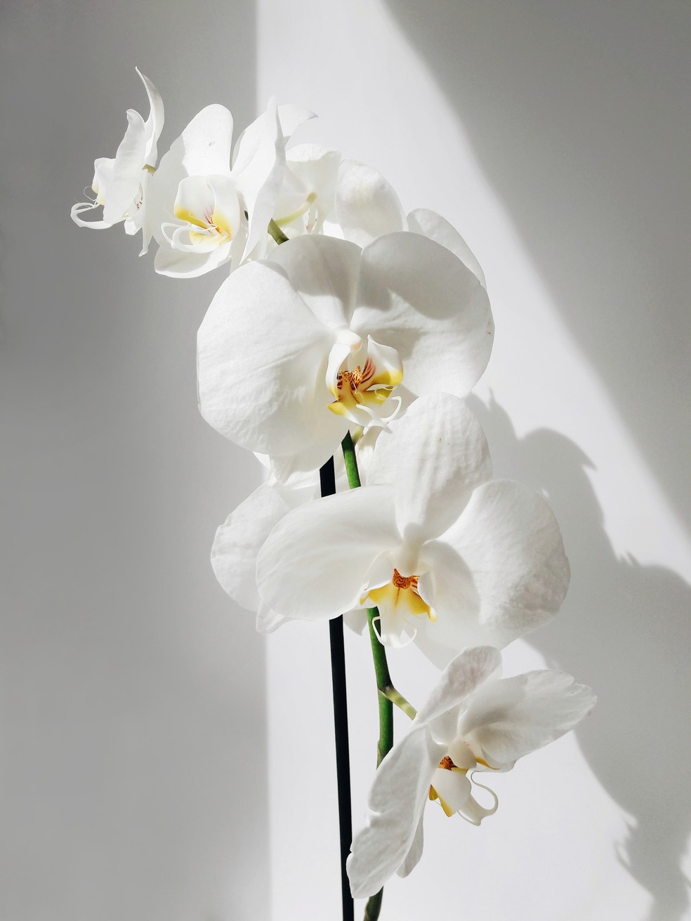 Orquídea — Foto: Reprodução/Unsplash