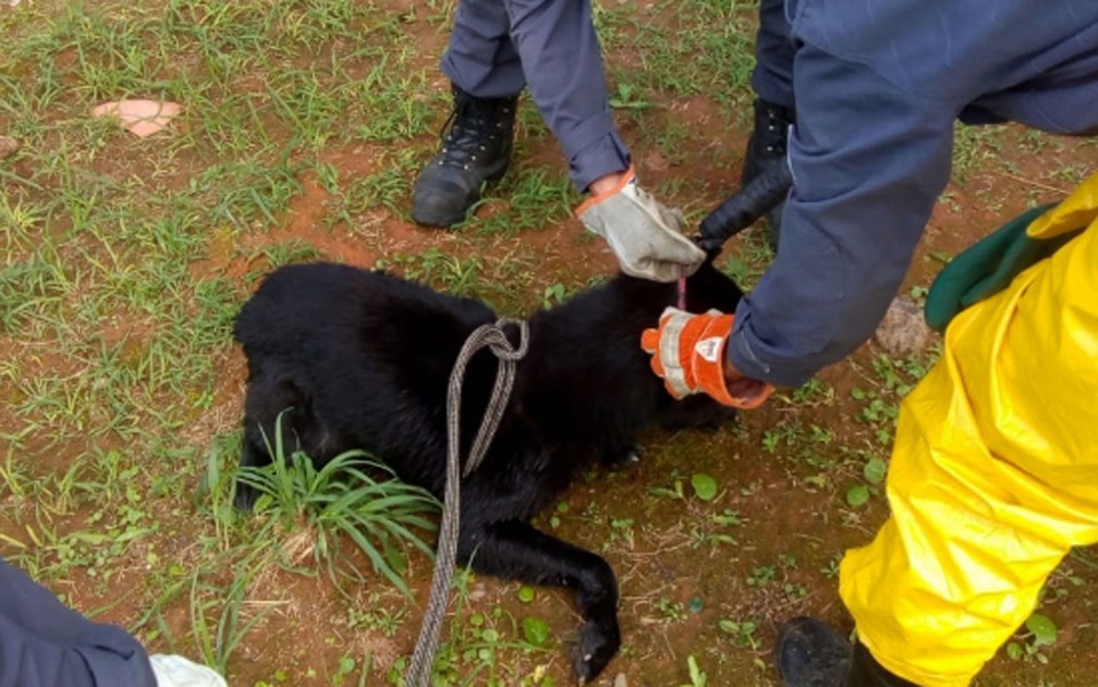 Cachorro que foi resgatado pelo bombeiros, em Salvador â Foto: DivulgaÃ§Ã£o/Corpo de Bombeiros