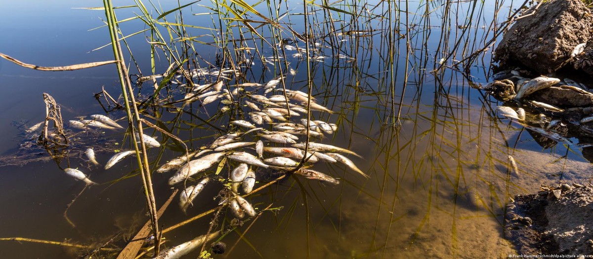 A misteriosa morte em massa de peixes na fronteira alemã | Meio Ambiente