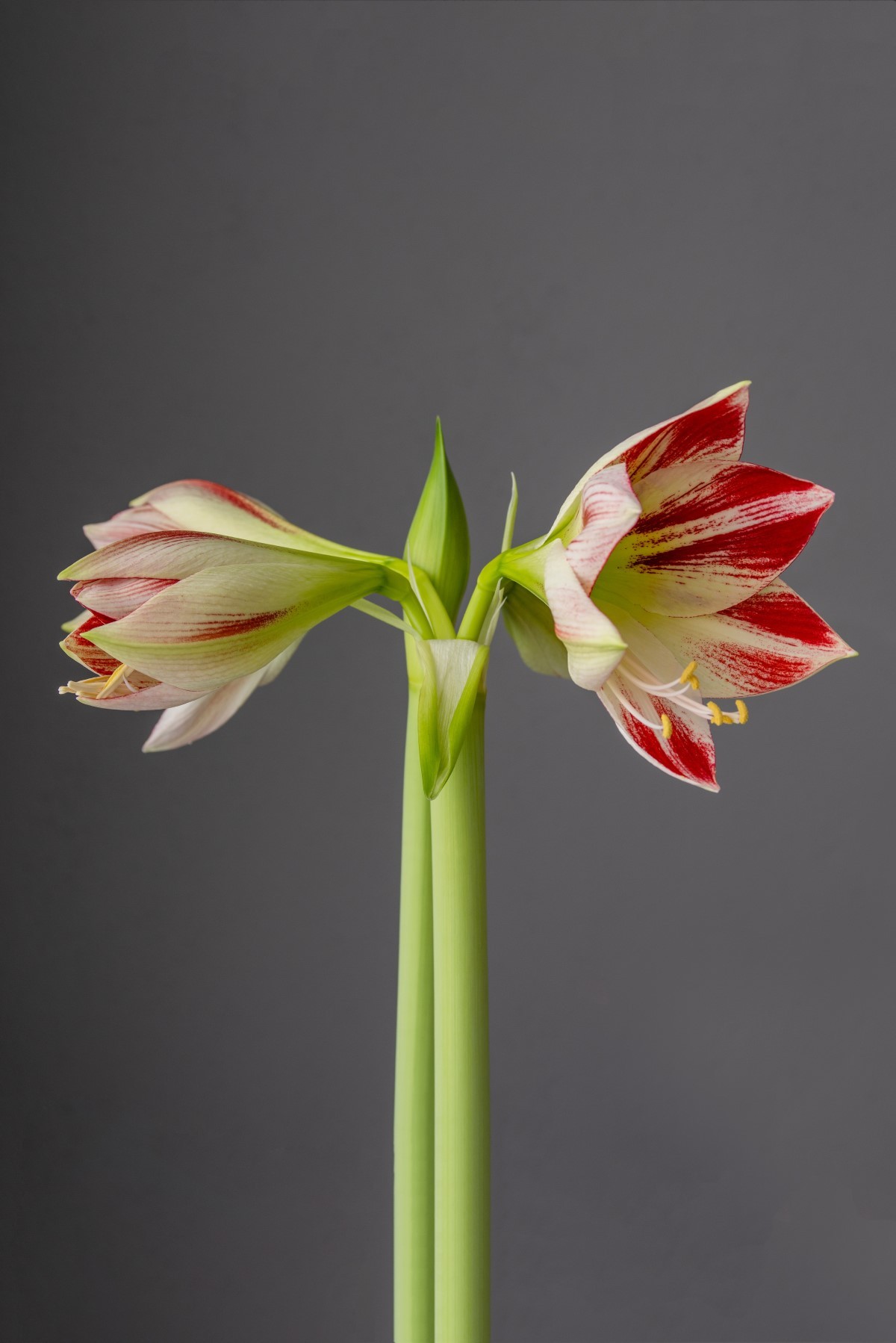A flor tem altura média de 40cm, podendo alcançar até 70cm (Foto: Unsplash / Lucas van Oort / CreativeCommons)