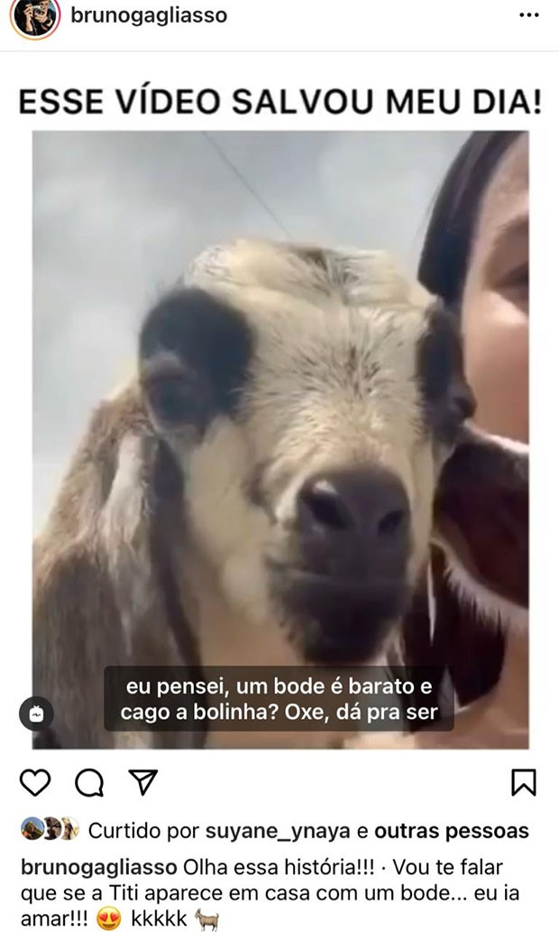 Famosos viralizam o vídeo do bode Bento (Foto: Reprodução/ Instagram)
