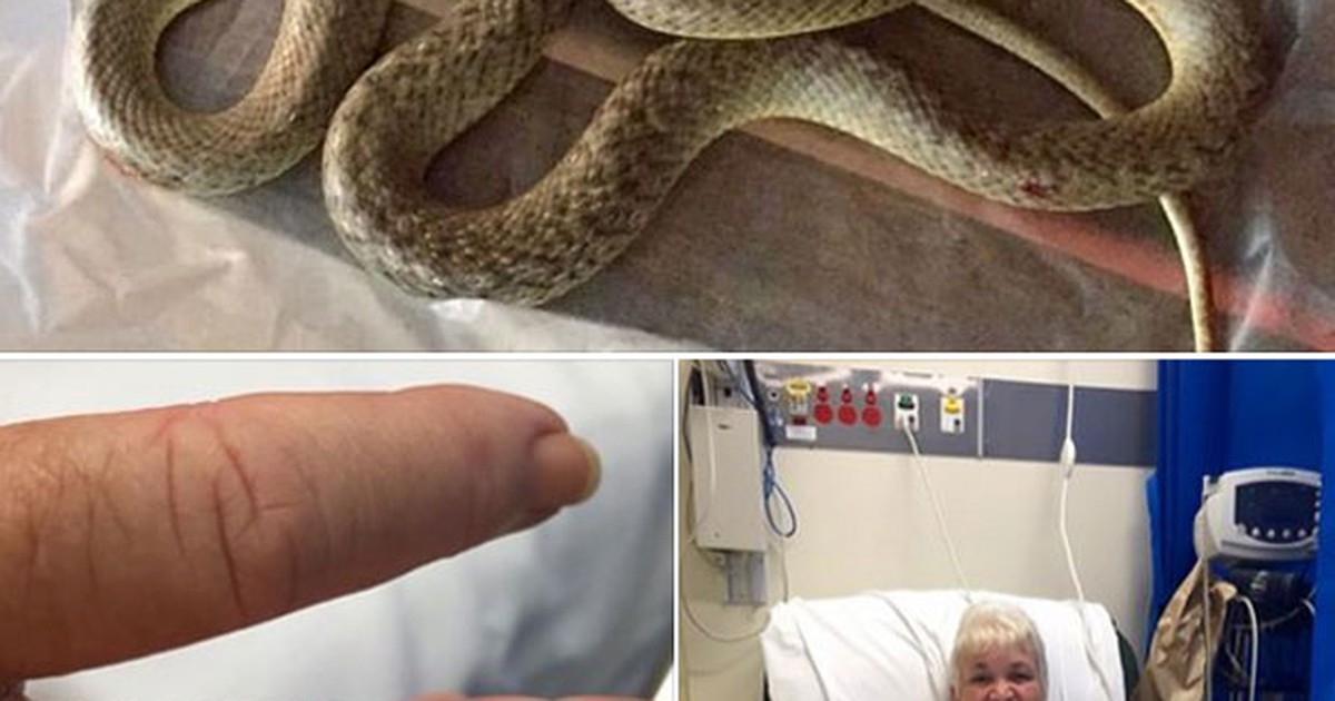 Lavrador picado por serpente venenosa gigante é salvo por