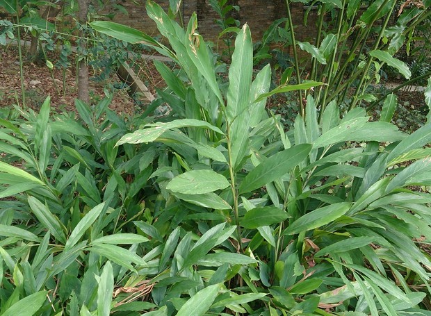 Com folhas grandes, o cardamomo pode ser cultivado tanto em vasos quanto em hortas (Foto: Mokkie / Wikimedia Commons)
