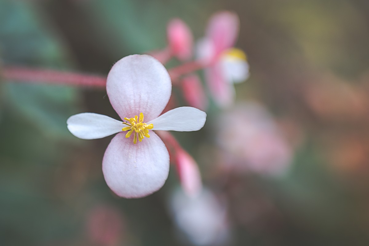 Begônia semperflorens é uma flor ornamental e comestível  (Foto: Pexels / Skyler Ewing / CreativeCommons)