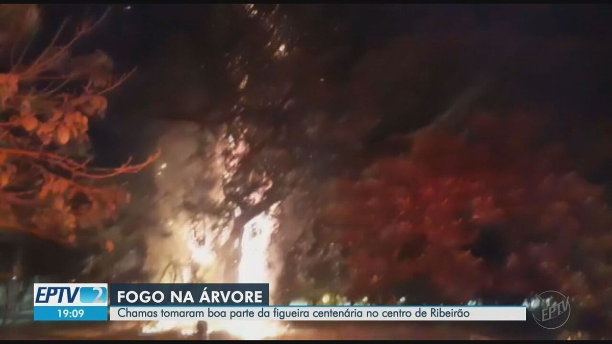 Prefeitura prepara laudo após vistoria em praça onde árvore pegou fogo em Ribeirão Preto, SP - Vimarsana News