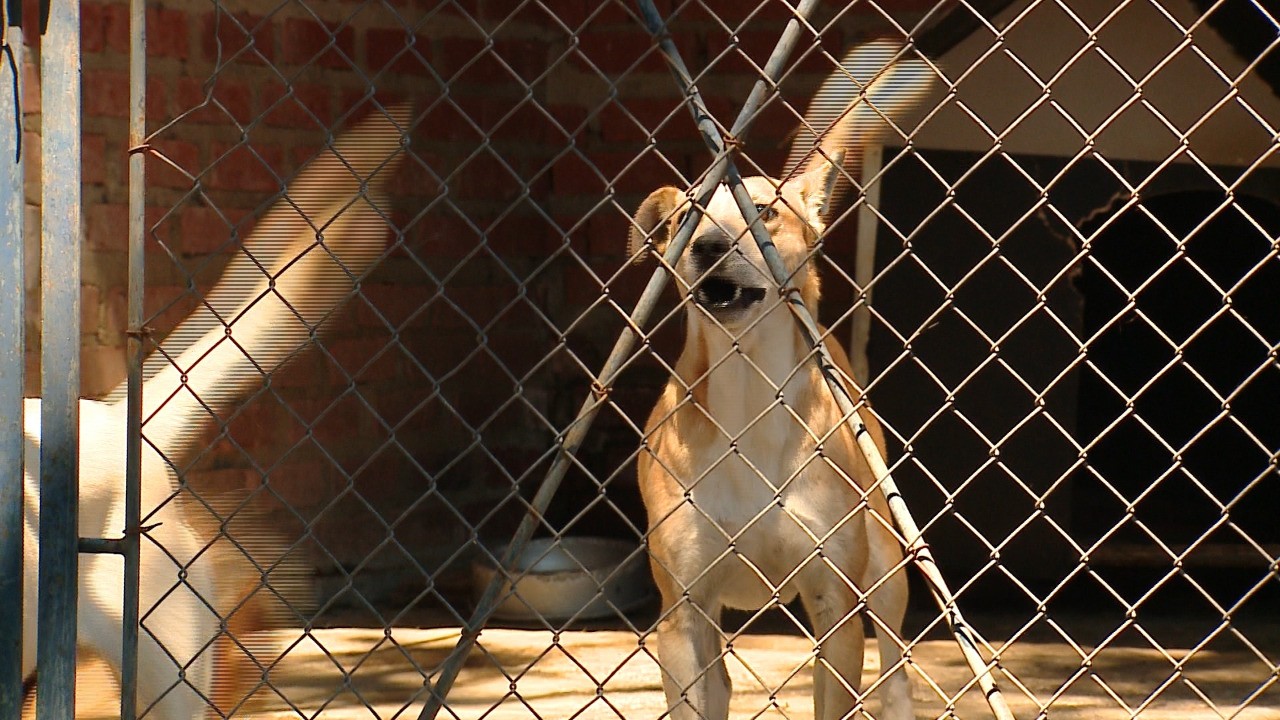 Caxias do Sul abre consulta pública para definir local de novo parque de proteção animal