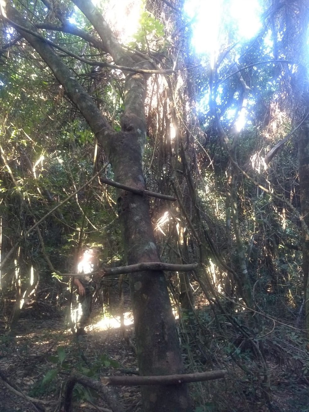 Mandioca e um jirau do tipo espera, instalado em uma árvore, foram constatados no local — Foto: Polícia Ambiental