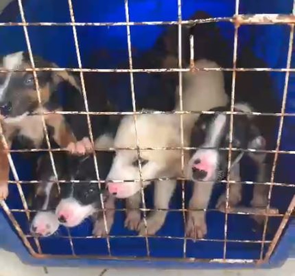 Cachorrinhos estavam presos em caixa de transporte em Casa Branca — Foto: ONG Apan