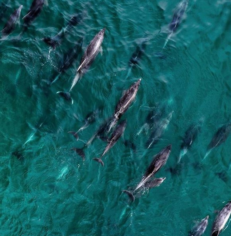 Grupo de golfinhos foi registrada nadando próximo da costas catarinense nesta quinta-feira (15) — Foto: Gleison Jayme/Fotografiabombinhas 