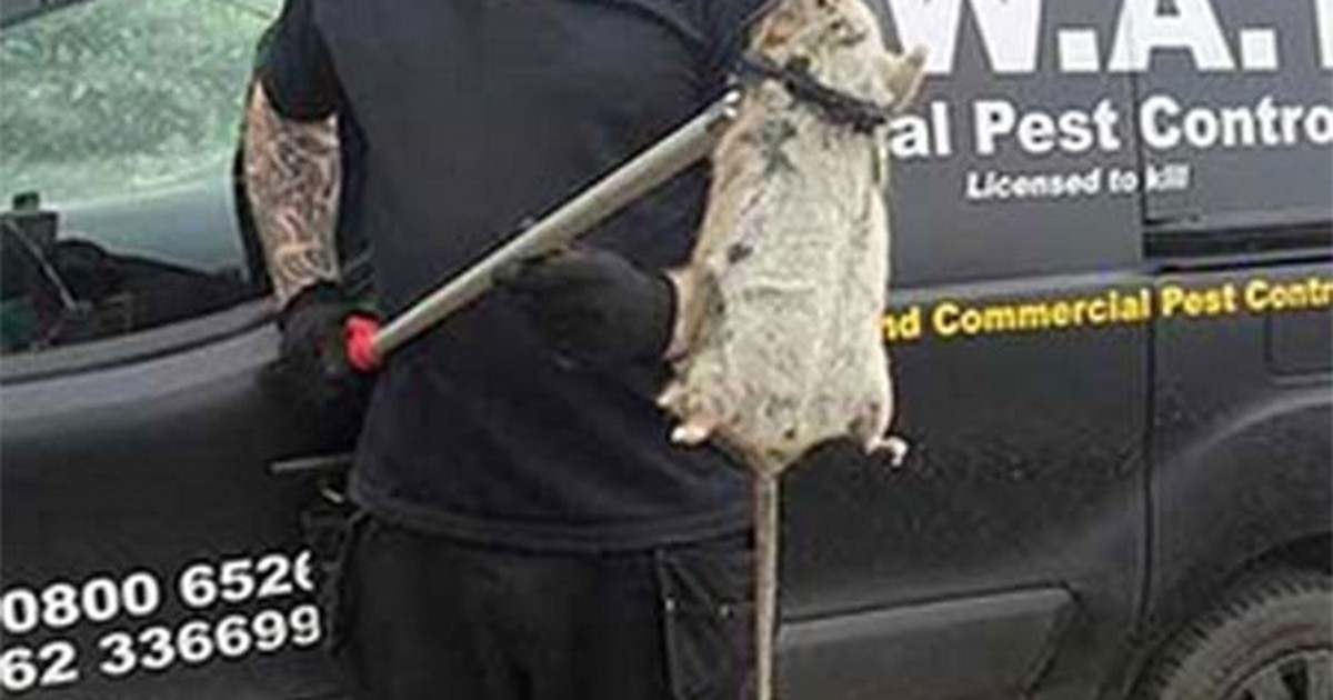 G1 - Captura de rato gigante volta a assustar moradores de Nova York -  notícias em Planeta Bizarro