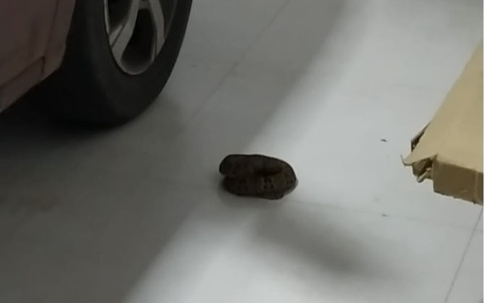 Cobra &eacute; resgatada em garagem de casa no oeste da Bahia &mdash; Foto: Divulga&ccedil;&atilde;o/Corpo de Bombeiros da Bahia