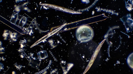 Hack metabólico torna algas oceânicas mais resistentes às mudanças climáticas do século XXI