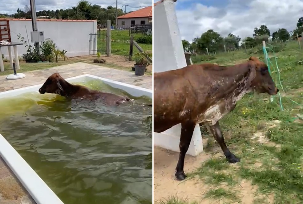 Vaca saiu da piscina pela escada em Angatuba — Foto: Judite Pereira da Costa/Arquivo pessoal