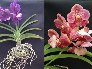 Orquídeas oncidium: tipos de espécies, como cuidar e muito mais