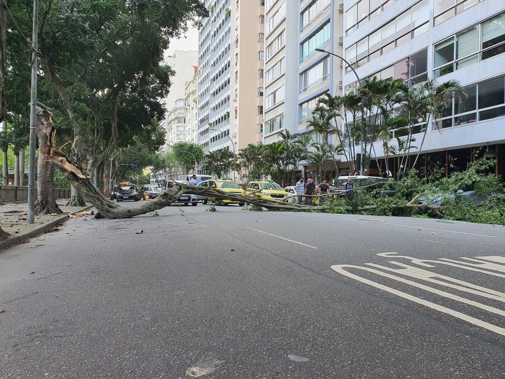 Árvore interrompe trânsito na Avenida Rui Barbosa, no Flamengo — Foto: Pablo dos Anjos/Arquivo pessoal