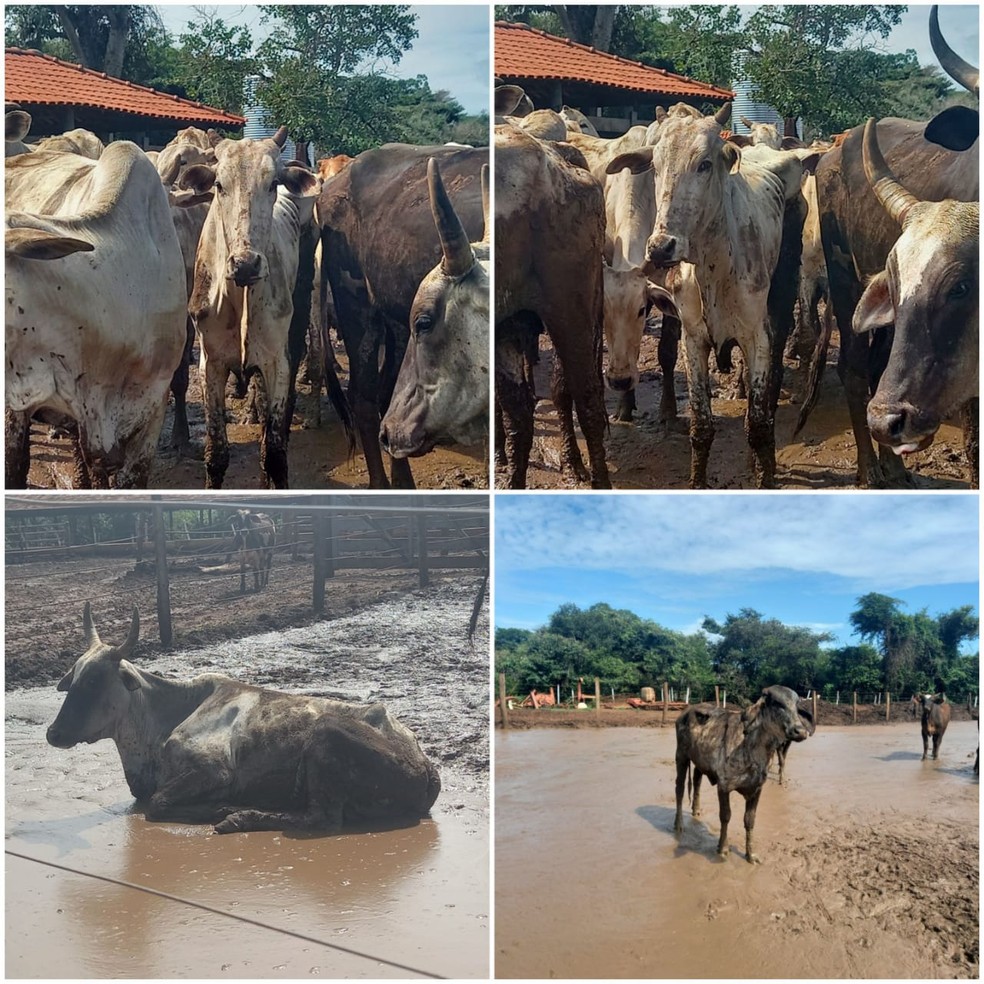Alguns dos animais encontrados no stio em Uberaba estavam em situao de magreza e com doenas graves  Foto: PMMA/Divulgao